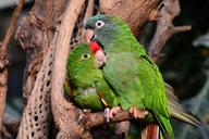 parrot-parrots-green-lovebirds-1271428.jpg