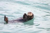 otter-alaska-floating-swimming-sea-273064.jpg