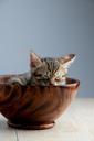 pet-cat-sleeping-their-palate-doze-882443.jpg