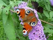 peacock-butterfly-butterfly-wing-628315.jpg