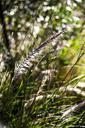 weeds-nature-grass-366578.jpg