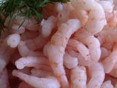 shrimp-seafood-fish-mat-53807.jpg