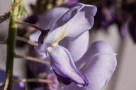 blue-rain-wisteria-wisterien-322608.jpg