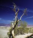 death-valley-outdoor-tree-plant-960904.jpg