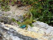 lizard-reptile-iguana-emerald-436348.jpg