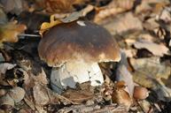 boletus-cep-collection-wood-forest-1271716.jpg