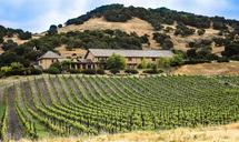 vineyard-california-agriculture-1096841.jpg