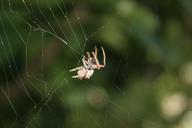 spider-web-insect-bugs-nature-50807.jpg