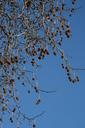 blue-tree-balls-nature-air-604023.jpg