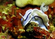 underwater-scuba-diving-fauna-1175399.jpg