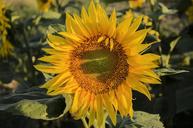 sunflower-summer-sunshine-1599124.jpg