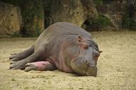 hippo-nature-animals-101477.jpg