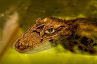 alligator-caiman-cocodrile-reptile-976026.jpg