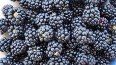 blackberries-fruits-sweet-vitamins-1608455.jpg