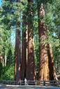 usa-sequoia-park-redwoods-tree-1257765.jpg