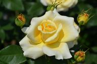 yellow-rose-beautiful-color-816955.jpg