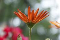 daisy-african-daisy-flower-floral-363306.jpg