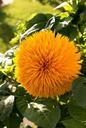 sun-flower-filled-gene-defect-915624.jpg