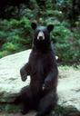 Black bear sitting on a rock.jpg