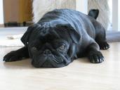 dog-pet-pug-black-lying-ground-123722.jpg