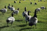 geese-field-a-flock-of-birds-509273.jpg