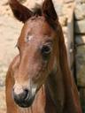 animals-foal-horse-french-saddle-358788.jpg