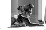 pug-boston-terrier-cute-puppy-1530991.jpg