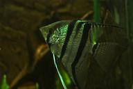 toy-aquarium-exotic-beautiful-243081.jpg