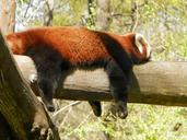 red-panda-panda-animal-zoo-731986.jpg