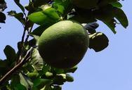 grapefruit-citrus-paradisi-336962.jpg