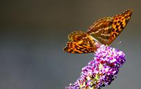 monarch-butterfly-summer-flower-1330744.jpg