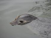 seal-head-water-surface-eye-591292.jpg