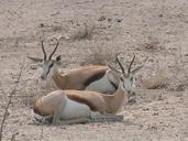 springbok-antelope-animals-africa-256849.jpg