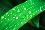 leaf-water-droplets-droplets-on-leaf-1588580.jpg