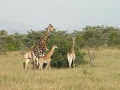 giraffe-africa-nature-wildlife-431649.jpg