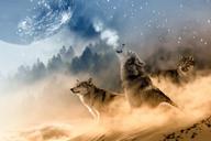 wolves-wolf-howling-moon-stars-1400819.jpg