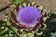 artichoke-vegetables-food-healthy-248016.jpg