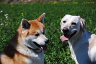 labrador-akita-dogs-445232.jpg