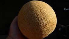 power-melon-melon-fruit-exotic-402391.jpg