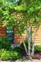 birch-tree-summer-green-trunk-wood-998571.jpg