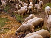 sheep-the-flock-water-forest-lake-485681.jpg