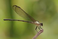 damselfly-odonata-insect-macro-1133819.jpg