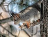 squirrel-animal-tree-limb-branch-103232.jpg