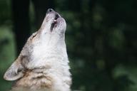 wolf-howl-wolf-howling-1514755.jpg