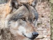 wolf-wild-carnivores-wildlife-park-1239996.jpg