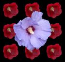 hibiscus-marshmallow-mallow-1460347.jpg