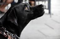 labrador-dog-canine-profile-568599.jpg