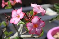 desert-flower-adenium-flower-plant-800984.jpg