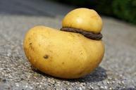 potato-yellow-vegetables-raw-food-886388.jpg