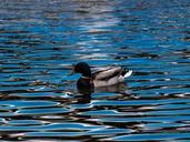 mallard-lake-duck-drake-water-936611.jpg